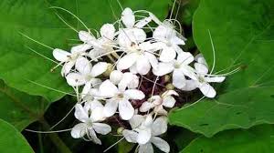 sản phẩm đơn ảo 15tr